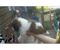 7 Saint Bernard puppies available - 6