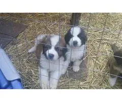 7 Saint Bernard puppies available - 8