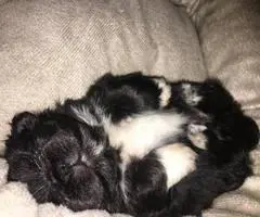 Cute, cuddly Pekingese male puppy for sale