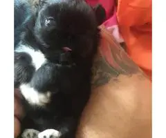 Cute, cuddly Pekingese male puppy for sale - 2
