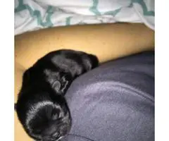 Cute, cuddly Pekingese male puppy for sale - 3