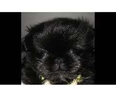 Cute, cuddly Pekingese male puppy for sale - 5