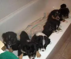 6 Aussie Standard Size pups available