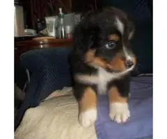 6 Aussie Standard Size pups available