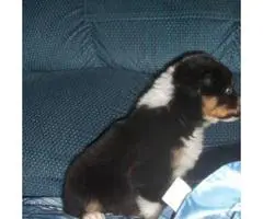 6 Aussie Standard Size pups available
