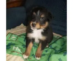 6 Aussie Standard Size pups available