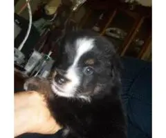 6 Aussie Standard Size pups available