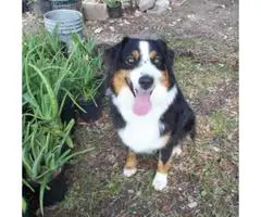 6 Aussie Standard Size pups available