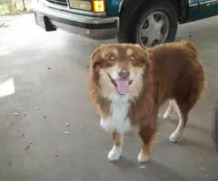 6 Aussie Standard Size pups available