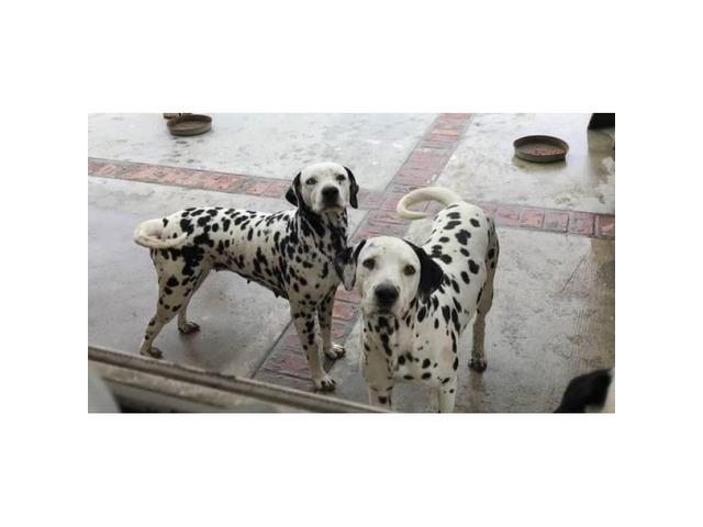 PUREBRED DALMATIAN PUPS Available For Sale in Irvine