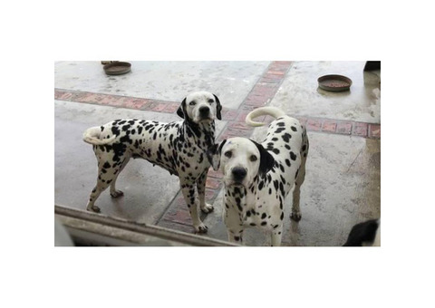 PUREBRED DALMATIAN PUPS Available For Sale