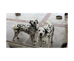 PUREBRED DALMATIAN PUPS Available For Sale