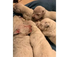 PUREBRED DALMATIAN PUPS Available For Sale - 3