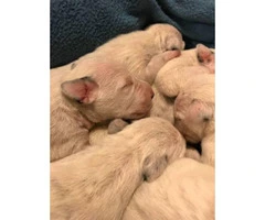 PUREBRED DALMATIAN PUPS Available For Sale - 4