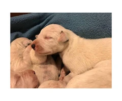 PUREBRED DALMATIAN PUPS Available For Sale - 5