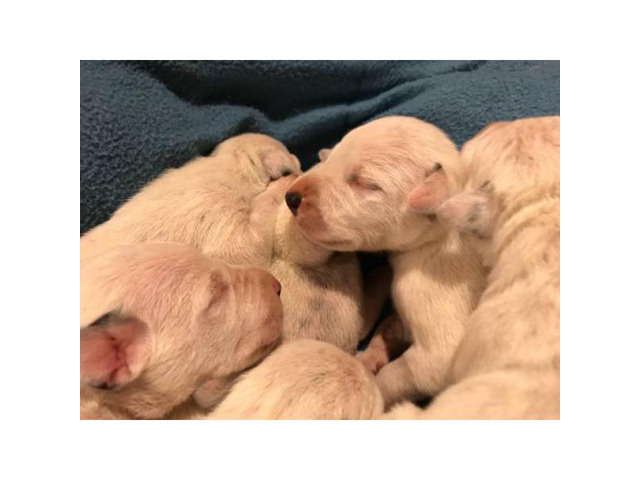 PUREBRED DALMATIAN PUPS Available For Sale in Irvine ...