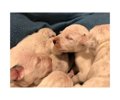 PUREBRED DALMATIAN PUPS Available For Sale - 6