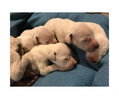 PUREBRED DALMATIAN PUPS Available For Sale - 7