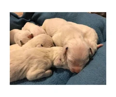 PUREBRED DALMATIAN PUPS Available For Sale - 8