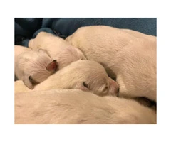 PUREBRED DALMATIAN PUPS Available For Sale - 9