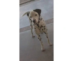 PUREBRED DALMATIAN PUPS Available For Sale - 10