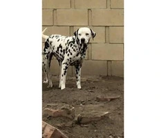 PUREBRED DALMATIAN PUPS Available For Sale - 11