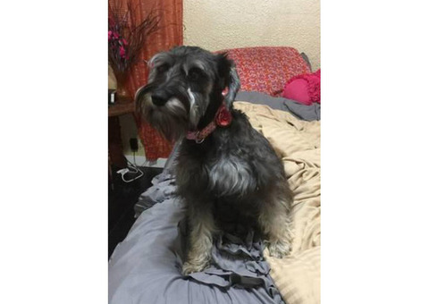 Miniature schnauzer male puppy