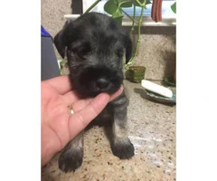 Miniature schnauzer male puppy - 2