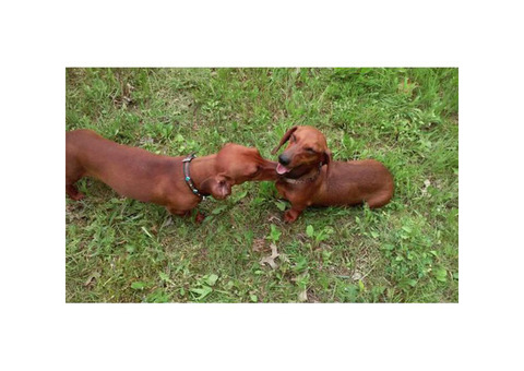 2 Males Pure Breed Mini Dachshund puppies ready for their forever home!