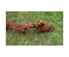 2 Males Pure Breed Mini Dachshund puppies ready for their forever home! - 1