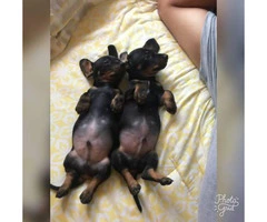 2 Males Pure Breed Mini Dachshund puppies ready for their forever home! - 2