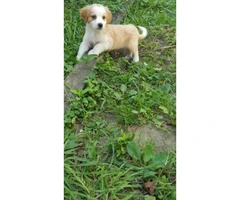 Golden Pyrenees Puppies - 1 male and 1 female left