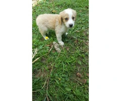 Golden Pyrenees Puppies - 1 male and 1 female left - 2