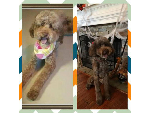 CKC Standard Poodle Puppies in need of homes in ...