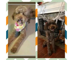 CKC Standard Poodle Puppies in need of homes