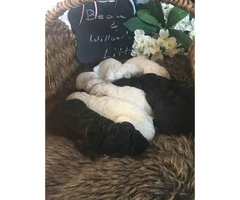 CKC Standard Poodle Puppies in need of homes - 2