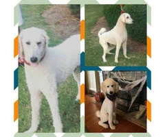 CKC Standard Poodle Puppies in need of homes - 4