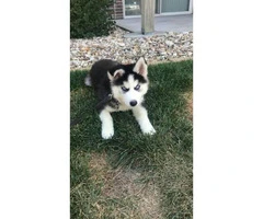 10 weeks old Husky - 4