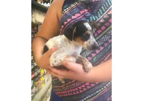 One female toy fox terrier puppy left