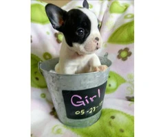 Rehoming my cute French Bulldog puppy - 1