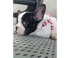 Rehoming my cute French Bulldog puppy - 2