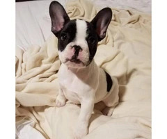 Rehoming my cute French Bulldog puppy - 3