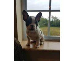 Rehoming my cute French Bulldog puppy - 4