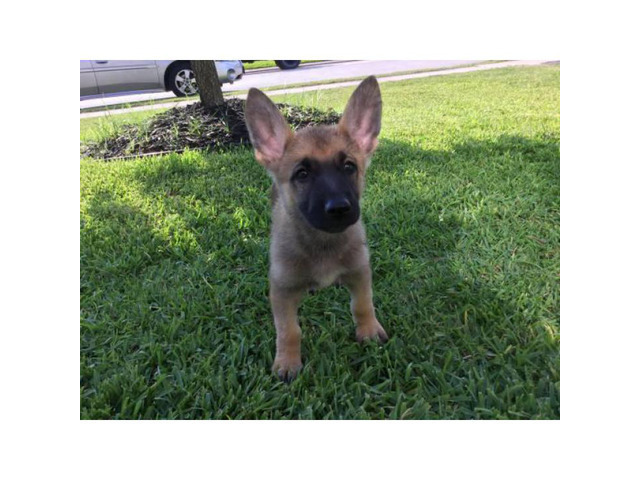 6 Beautiful German Shepherd Puppies Ready For Adoption Houston Puppies For Sale Near Me