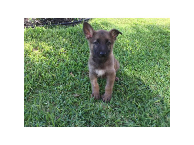 6 beautiful German Shepherd puppies ready for adoption in ...