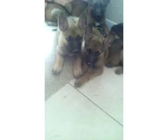 6 beautiful German Shepherd puppies ready for adoption - 6