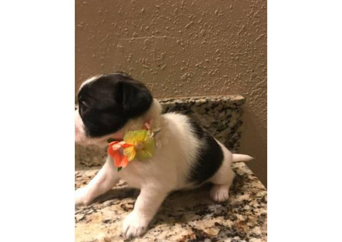 8 weeks old Shici Puppies have been dewormed