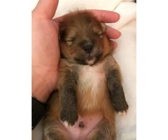 AKC Registered Male Pomeranian Puppies for sale - 4