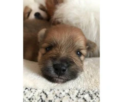 AKC Registered Male Pomeranian Puppies for sale - 5