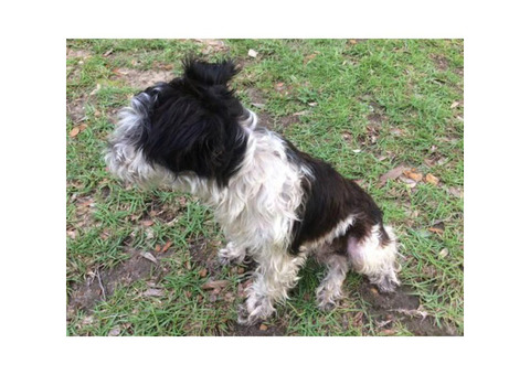 White and black pure bred Miniature Schnauzer